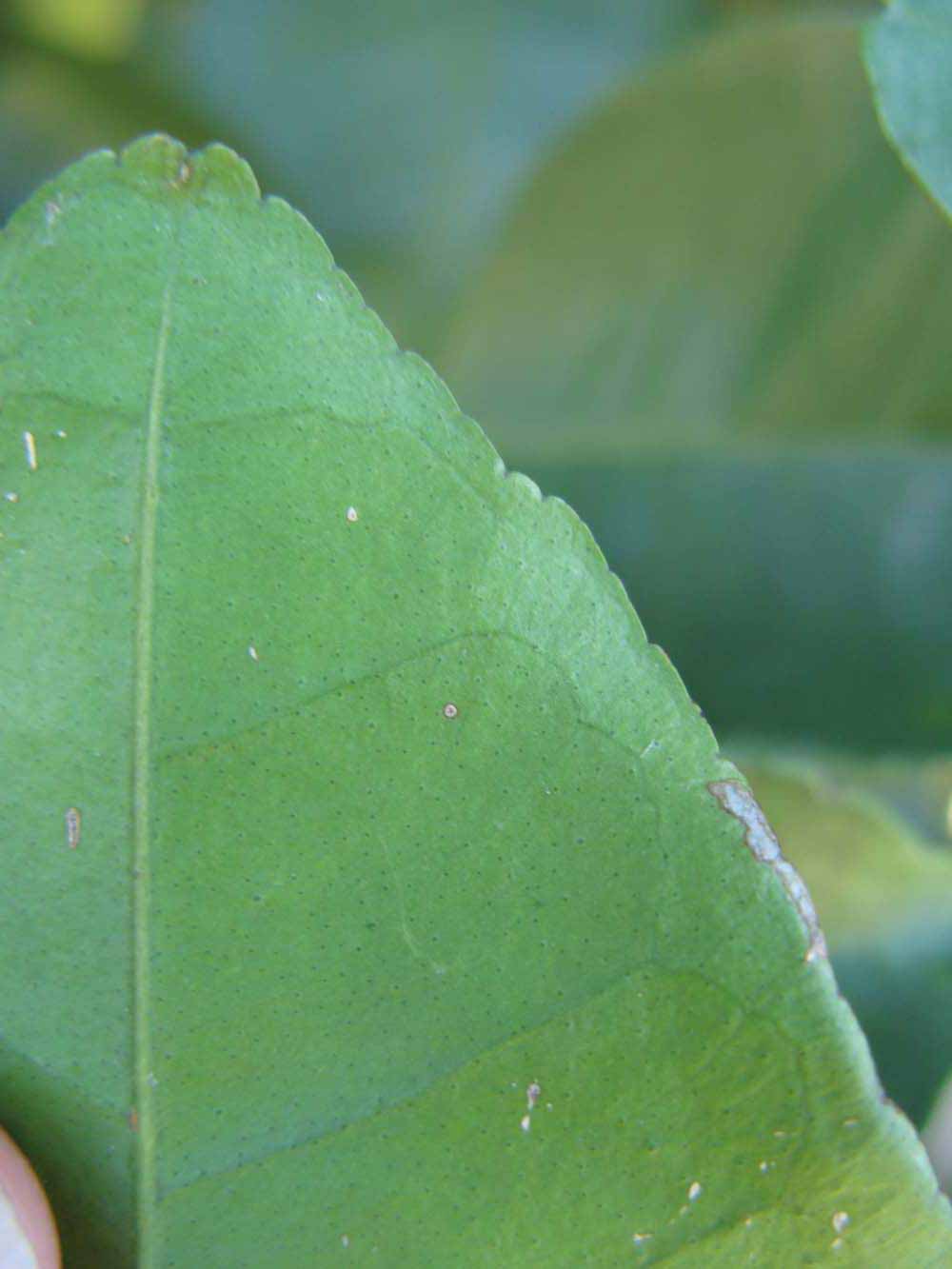              Margin (Winter Haven, FL)       